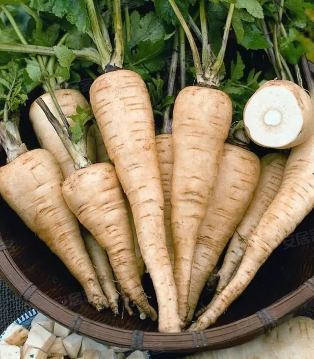9,欧防风(parsnip)