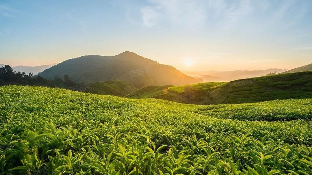 在马来西亚开启一场奇幻之旅  金马仑高原坐落在彭亨州内半岛主干山脉