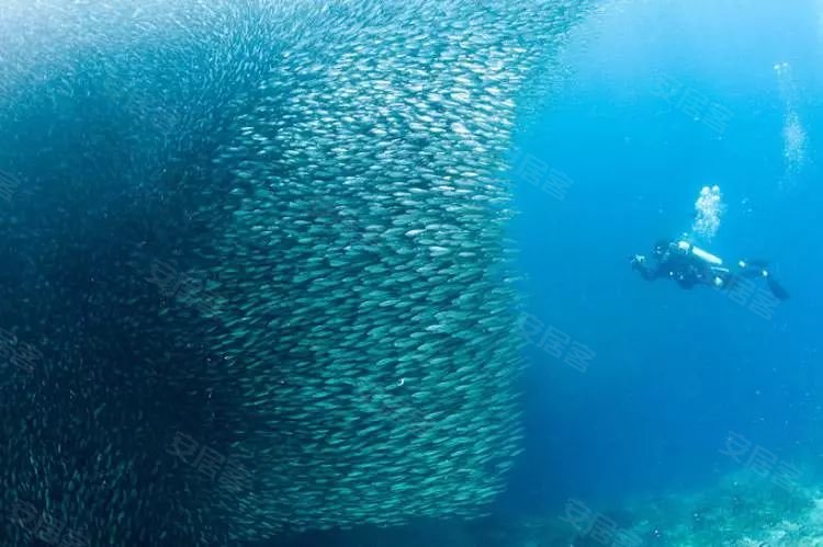 沙丁鱼风暴      图-源于网络