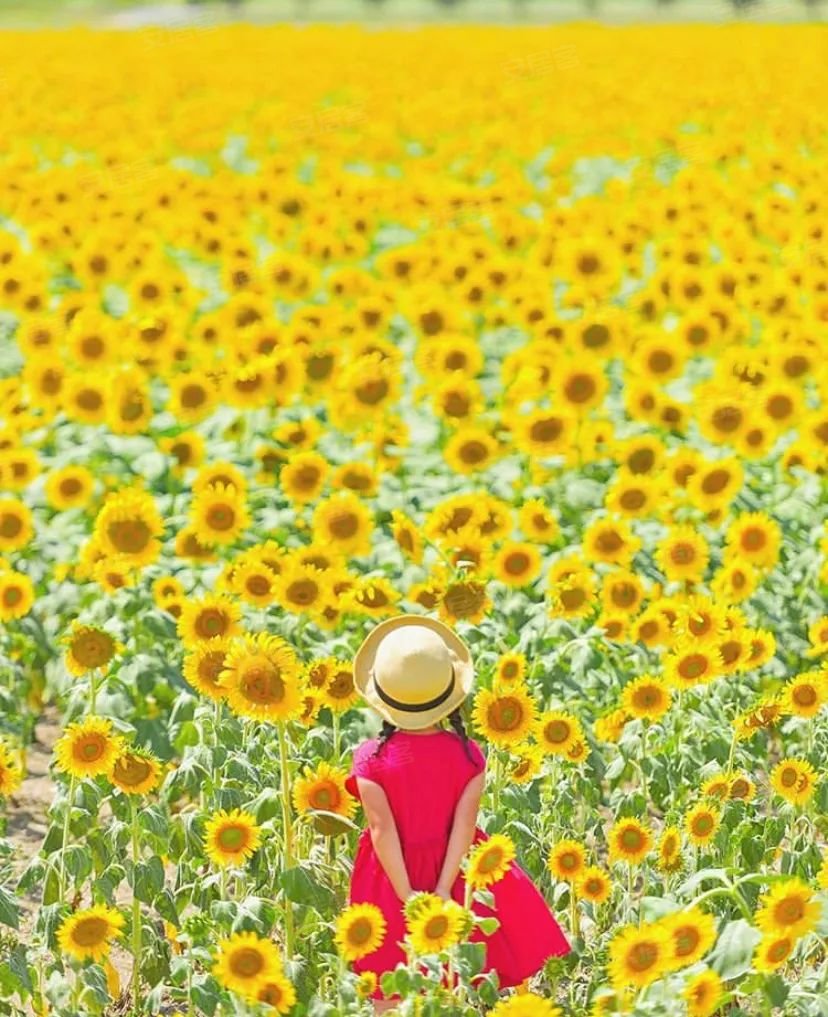 无声无息的陪伴她走过整个奇异之旅 会陪自己的女儿走过每一个宝贵的