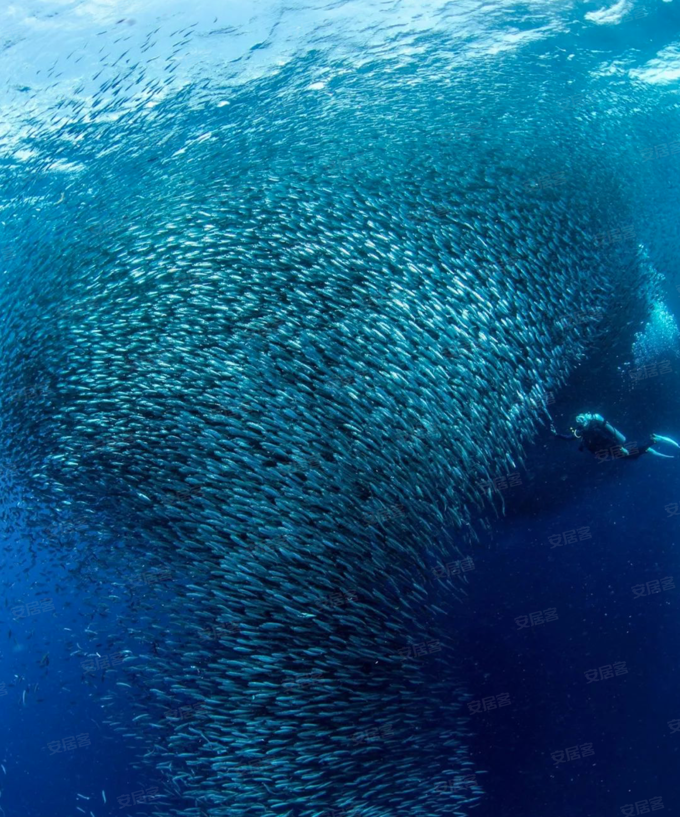 听说这是太平洋最美岛屿?34万起就可以拥有自己的一套度假小屋
