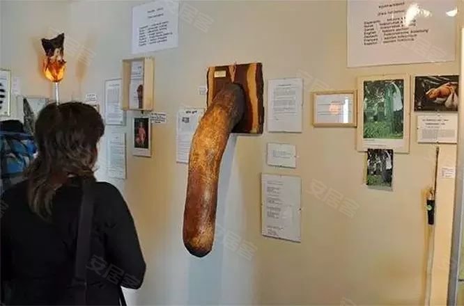 你很难想象,冰岛这样一个北欧国家,却是世界上第一个建造丁丁博物馆